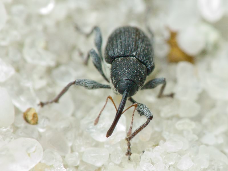 Archarius salicivorus (Paykull, 1792)